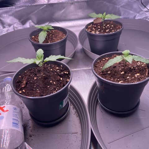 Chocolate Haze growlog timeline photo