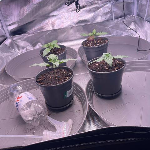 Chocolate Haze growlog timeline photo
