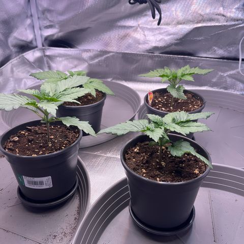 Chocolate Haze growlog timeline photo