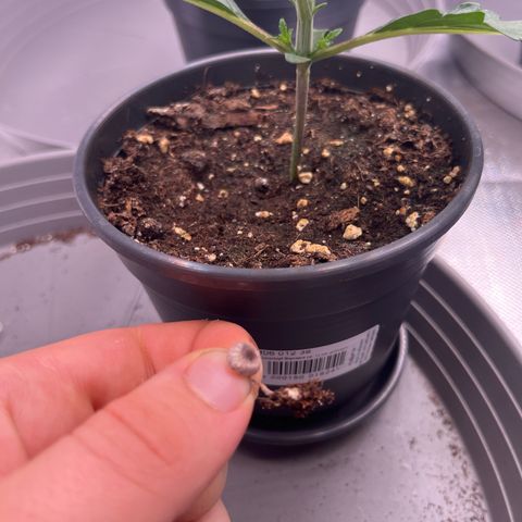 Chocolate Haze growlog timeline photo