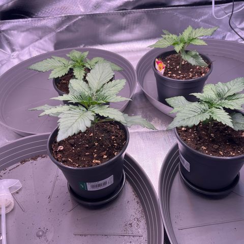 Chocolate Haze growlog timeline photo