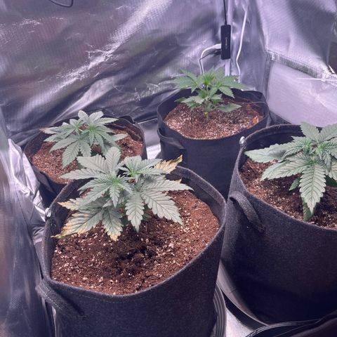 Chocolate Haze growlog timeline photo