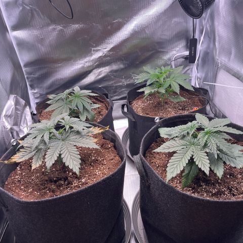 Chocolate Haze growlog timeline photo