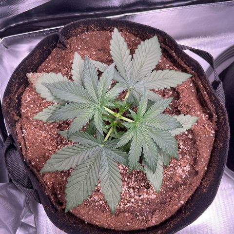 Chocolate Haze growlog timeline photo