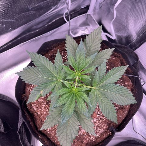 Chocolate Haze growlog timeline photo