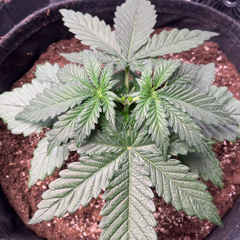 Chocolate Haze growlog timeline photo