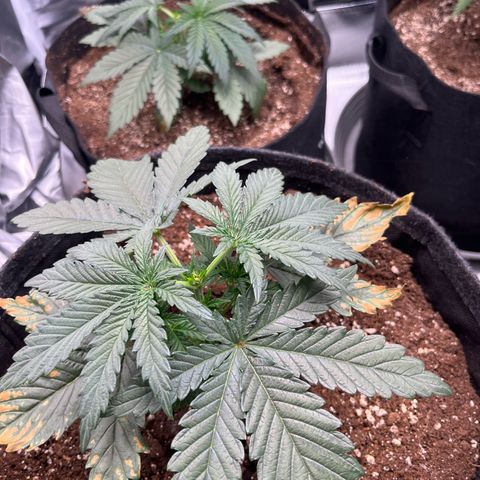 Chocolate Haze growlog timeline photo