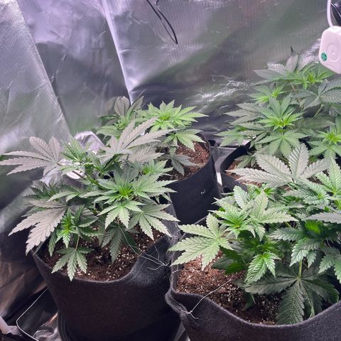 Chocolate Haze growlog timeline photo