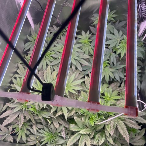 Chocolate Haze growlog timeline photo
