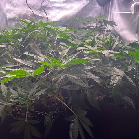 Chocolate Haze growlog timeline photo