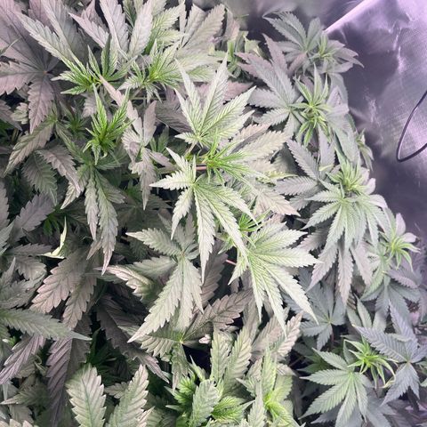 Chocolate Haze growlog timeline photo