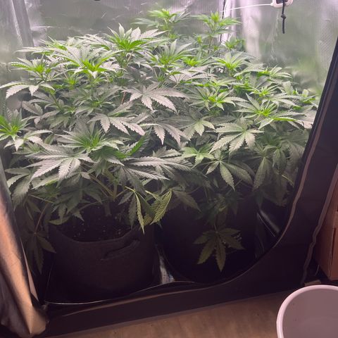 Chocolate Haze growlog timeline photo
