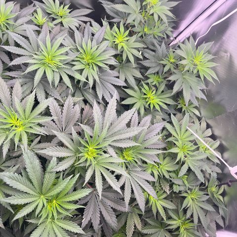 Chocolate Haze growlog timeline photo