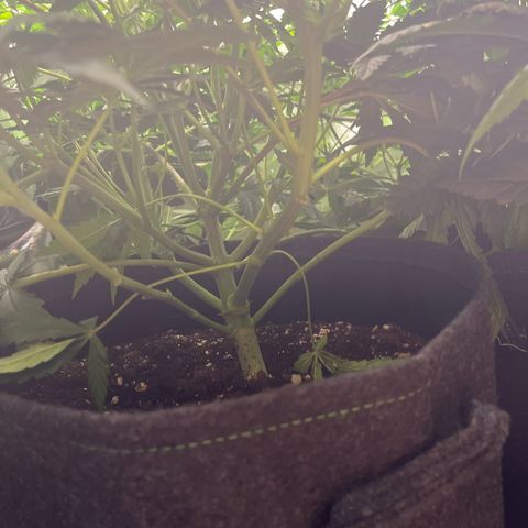 Chocolate Haze growlog timeline photo