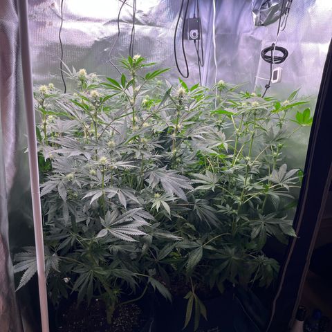 Chocolate Haze growlog timeline photo