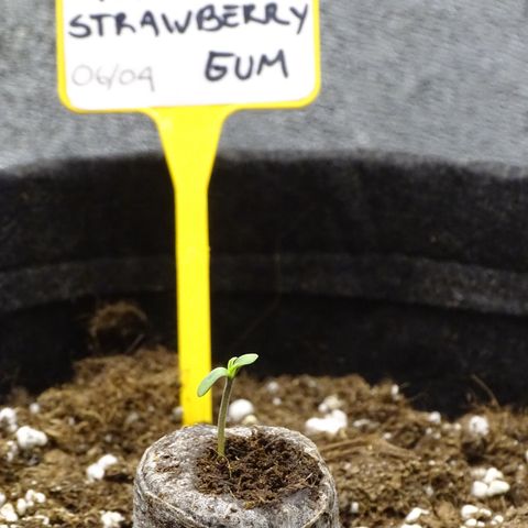 Strawberry Gum growlog photo: Primer dia
