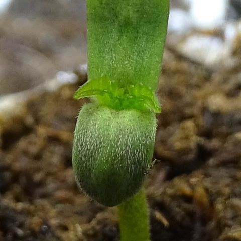 FastBerry growlog photo: Dia 1