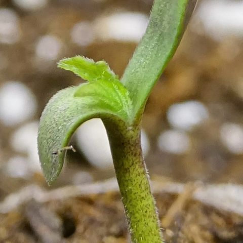 FastBerry growlog photo: Dia 1