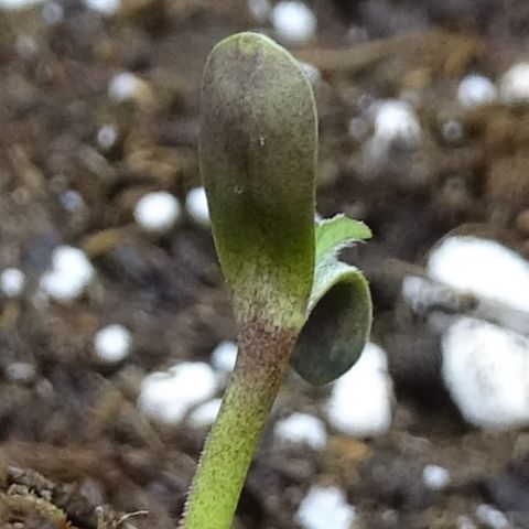 FastBerry growlog photo: Dia 1