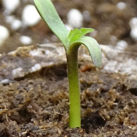 FastBerry growlog photo: Dia 1