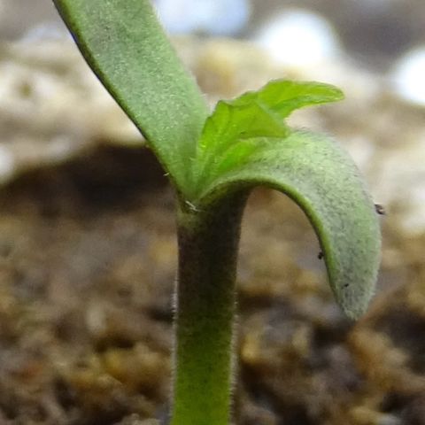 FastBerry growlog photo: Dia 1