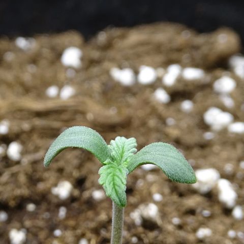 Strawberry Gum growlog photo: Dia 2