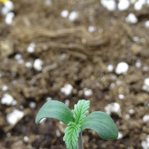 Strawberry Gum growlog photo: Dia 2