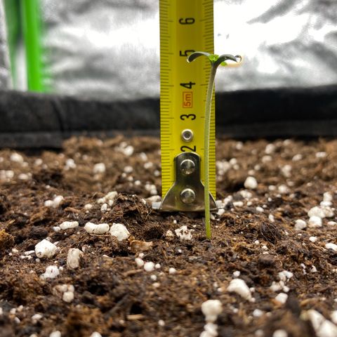 FastBerry growlog timeline photo