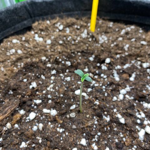 FastBerry growlog timeline photo
