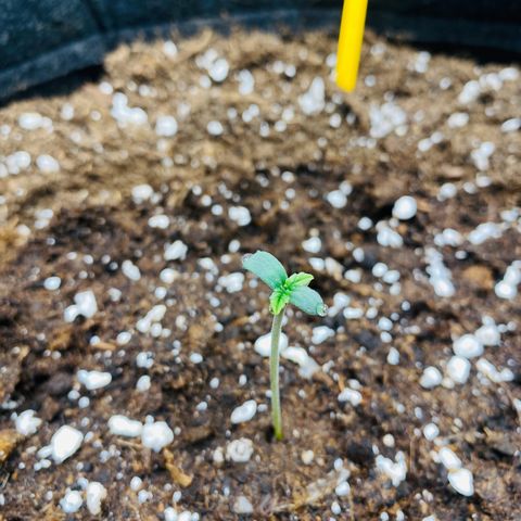 FastBerry growlog timeline photo