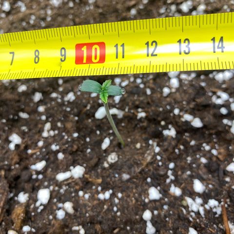 FastBerry growlog timeline photo