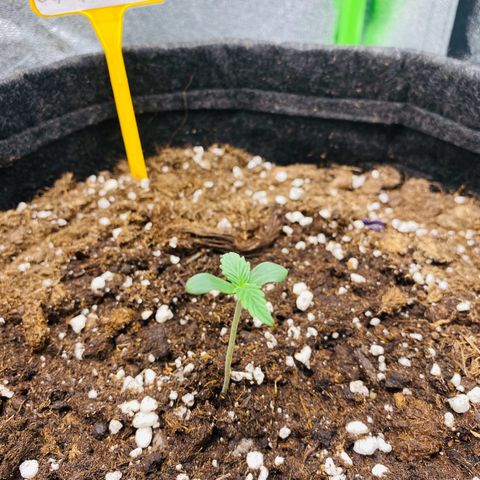 Strawberry Gum growlog timeline photo