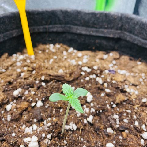 Strawberry Gum growlog timeline photo