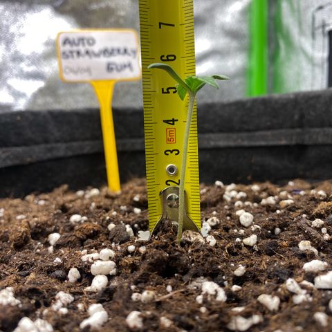 Strawberry Gum growlog timeline photo