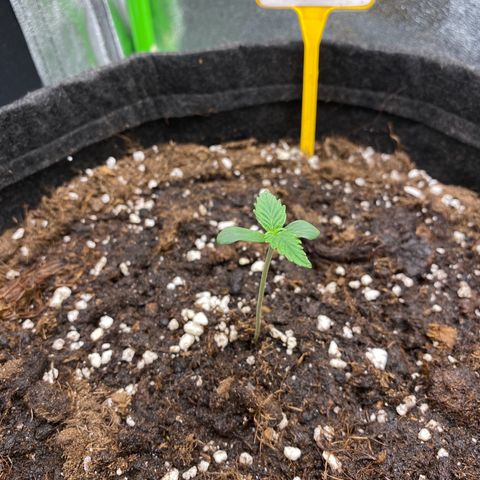 Strawberry Gum growlog timeline photo