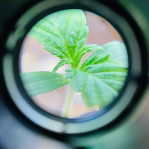 Strawberry Gum growlog timeline photo