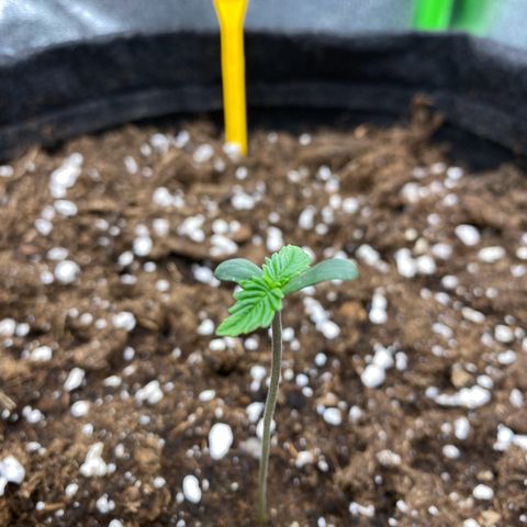 FastBerry growlog timeline photo