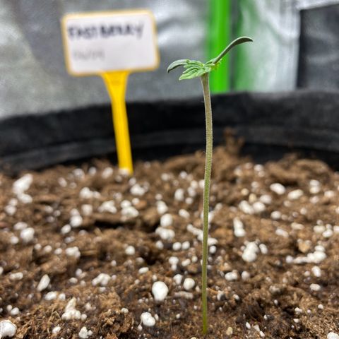 FastBerry growlog timeline photo