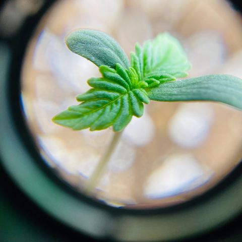 FastBerry growlog timeline photo