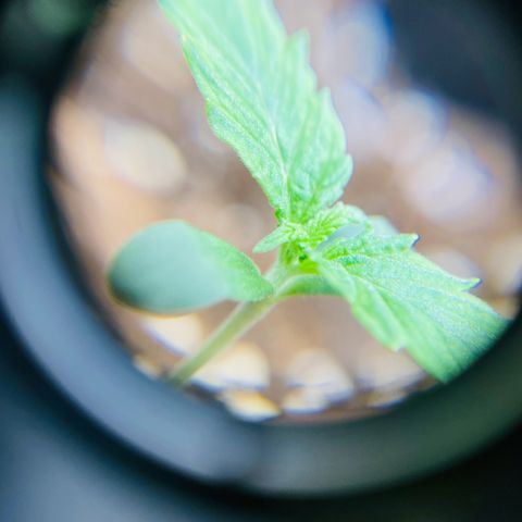 Strawberry Gum growlog timeline photo