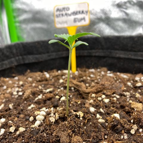 Strawberry Gum growlog timeline photo