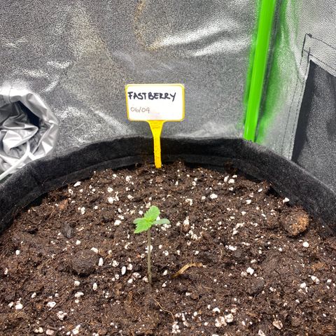 FastBerry growlog timeline photo