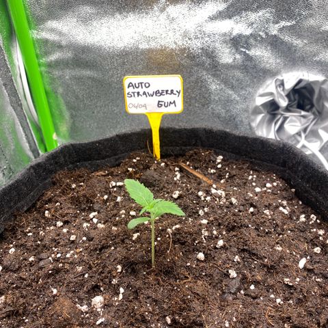 Strawberry Gum growlog timeline photo