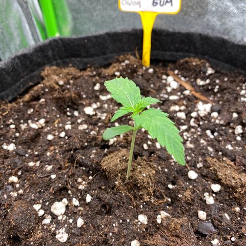 Strawberry Gum growlog timeline photo