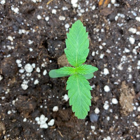Strawberry Gum growlog timeline photo