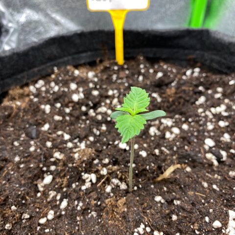FastBerry growlog timeline photo