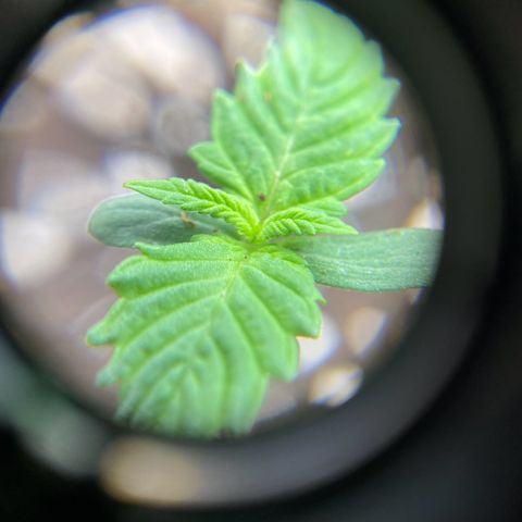 FastBerry growlog timeline photo