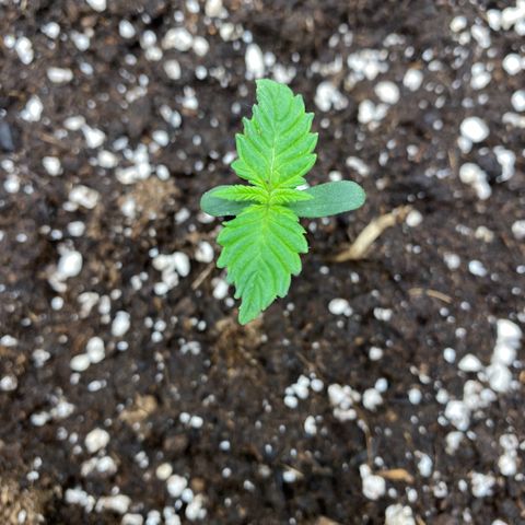 FastBerry growlog timeline photo