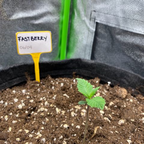 FastBerry growlog timeline photo