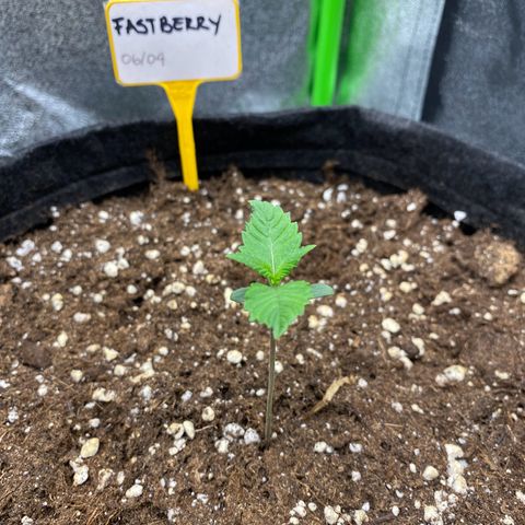 FastBerry growlog timeline photo